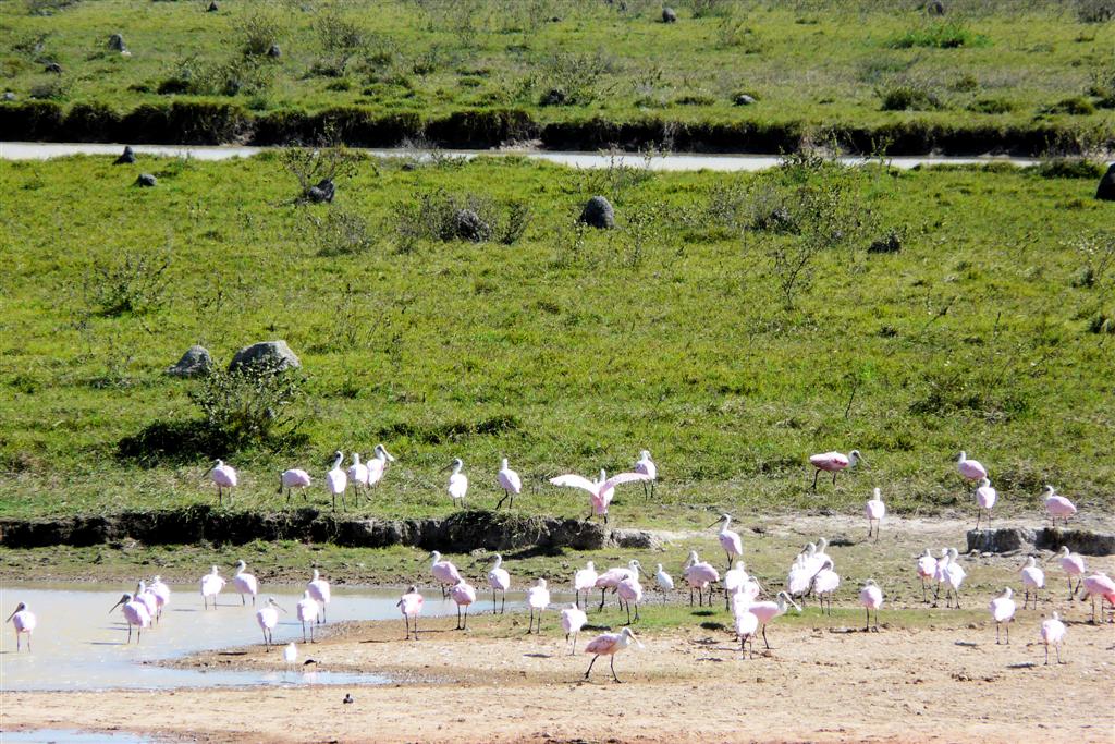 PUERTO NUTRIAS -> LIANOS - roze lepelaars