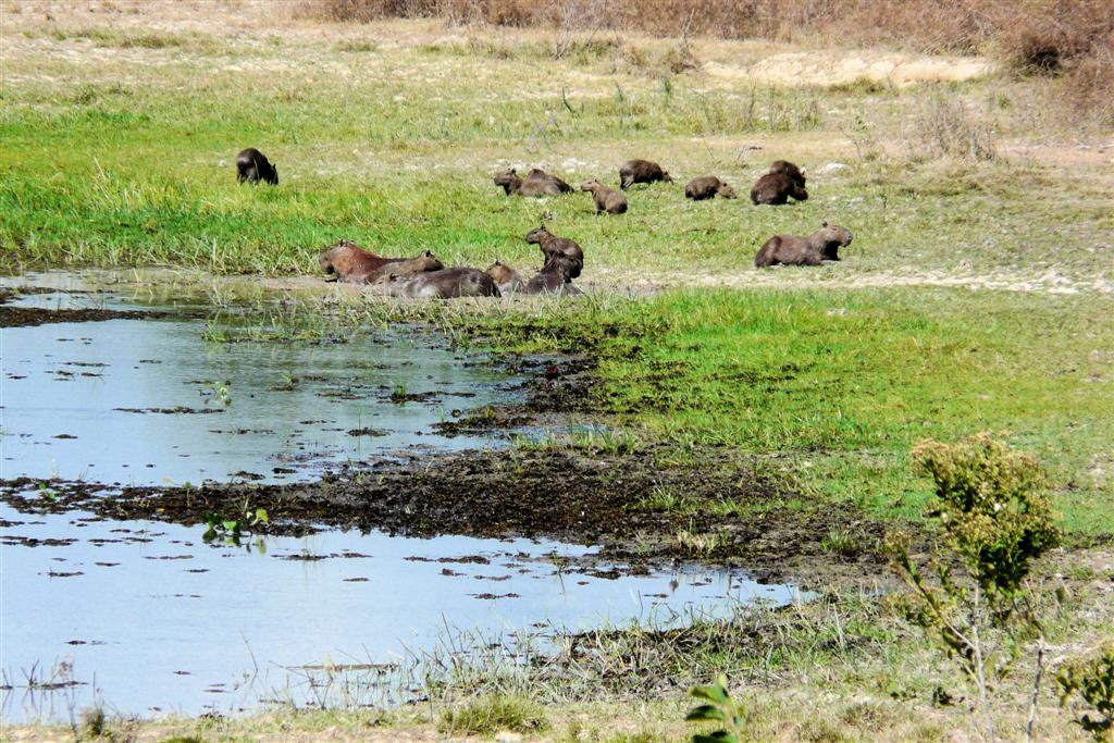PUERTO NUTRIAS -> LIANOS - capibara's