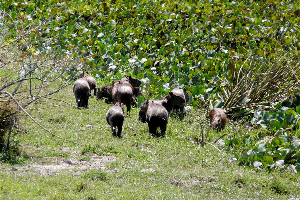 PUERTO NUTRIAS -> LIANOS - capibara's