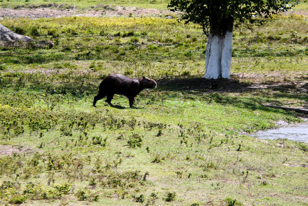 PUERTO NUTRIAS -> LIANOS - capibara