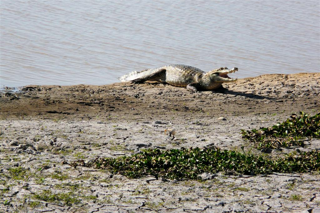 PUERTO NUTRIAS -> LIANOS - krokodil