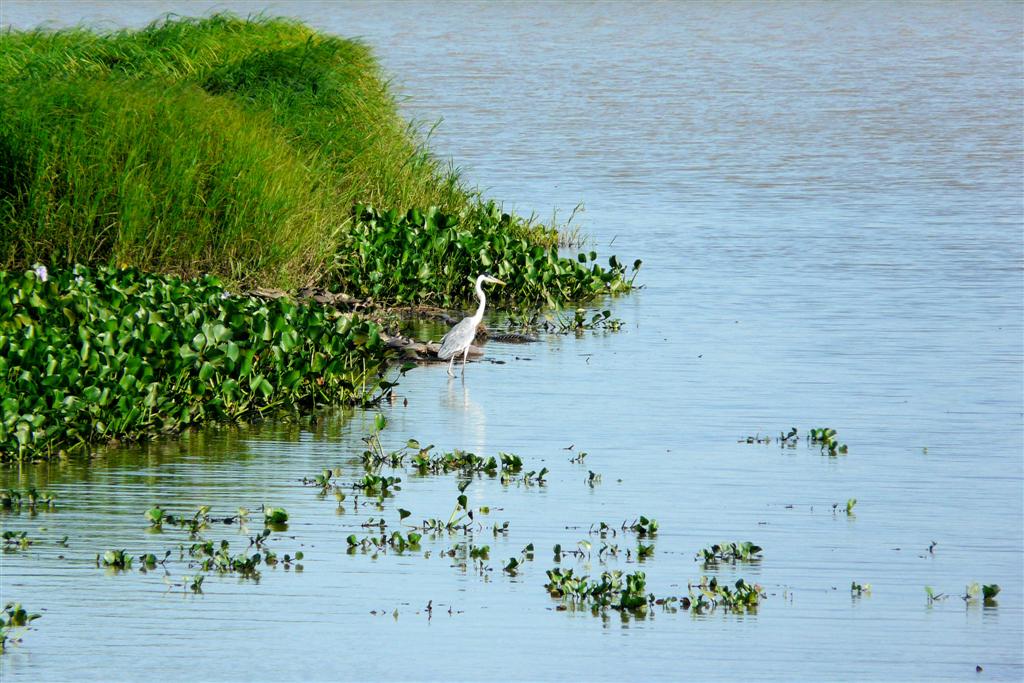 PUERTO NUTRIAS -> LIANOS - blauwe reiger