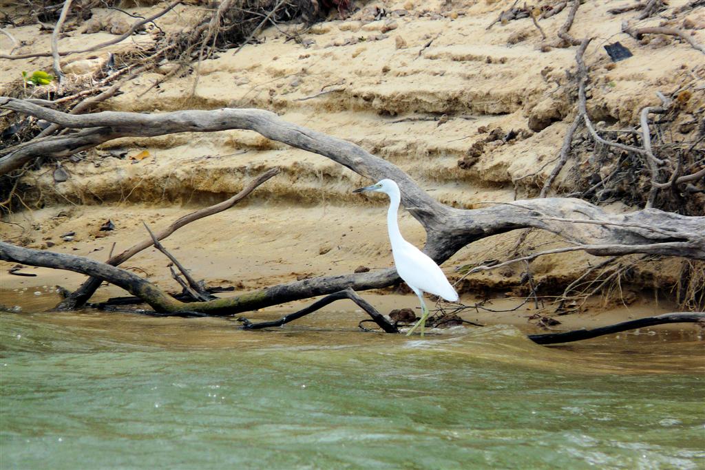 LIANOS - kleine zilverreiger
