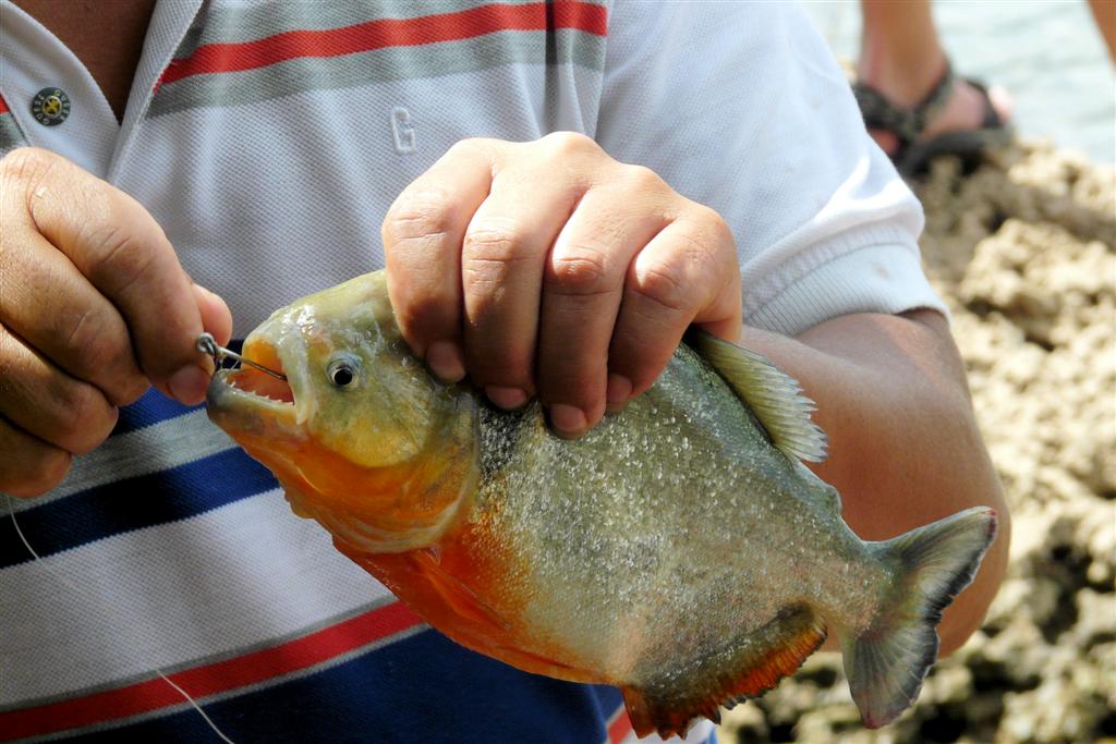 LIANOS - gevangen piranha