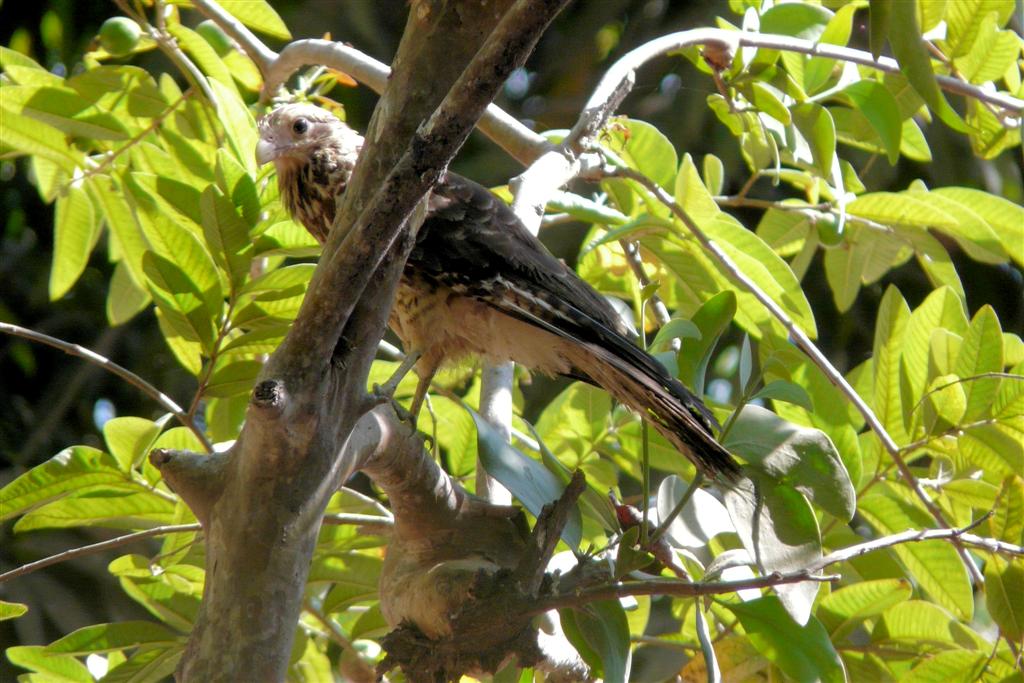 LIANOS - buizerd