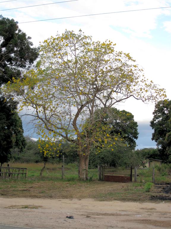 LIANOS -> CIUDAD BOLĺVAR - boom in bloei