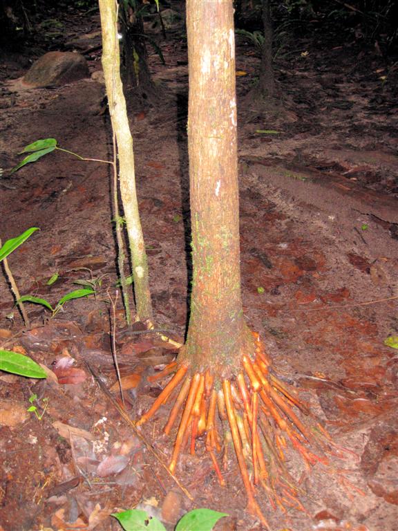 CANAIMA NATIONAAL PARK - wortels van boom in amazone bos