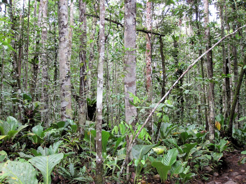CANAIMA NATIONAAL PARK - amazone bos