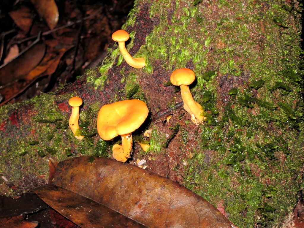 CANAIMA NATIONAAL PARK - paddenstoelen op een boom in amazone bos