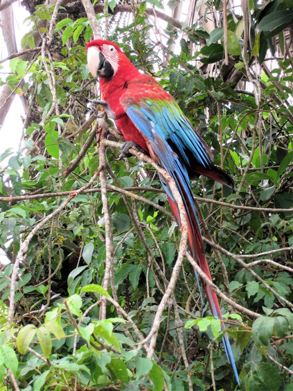 CANAIMA NATIONAAL PARK - groenvleugel ara