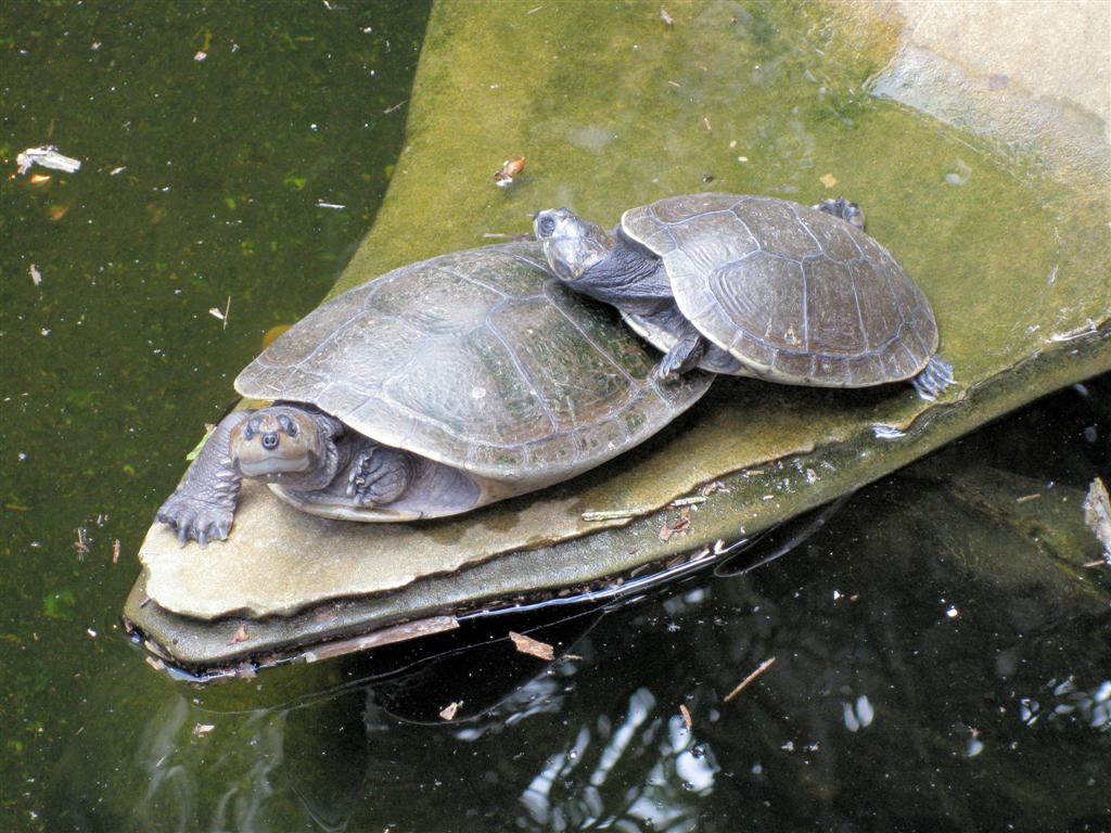 MATURIN - twee schildpadden bij onze lodge