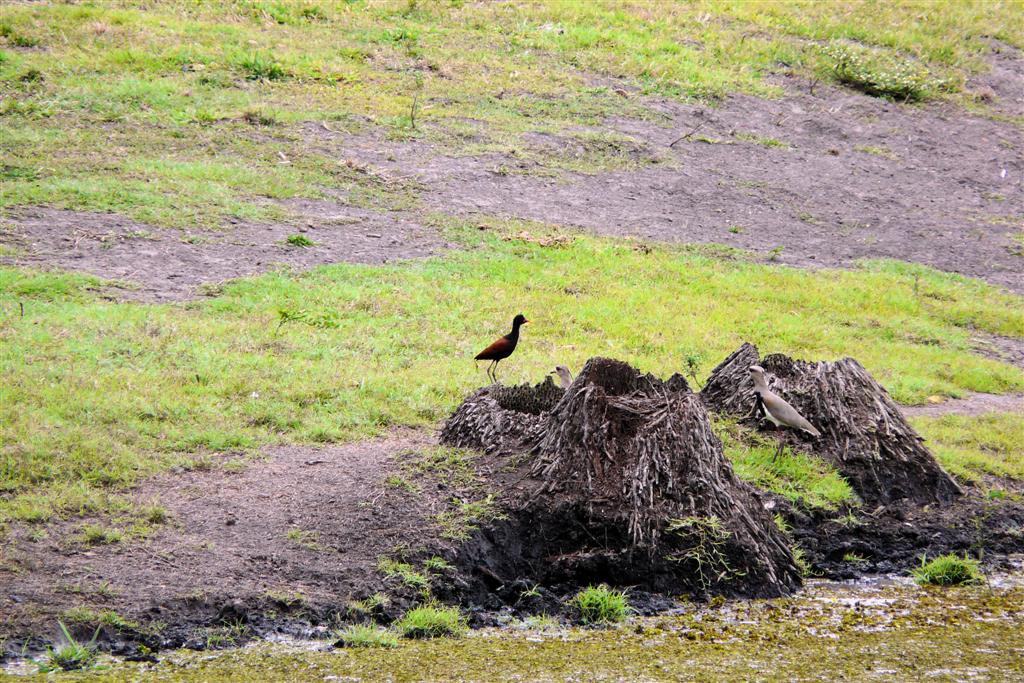 MATURIN - een leljacana en twee Chileense kieviten