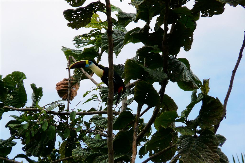 MATURIN - toekan