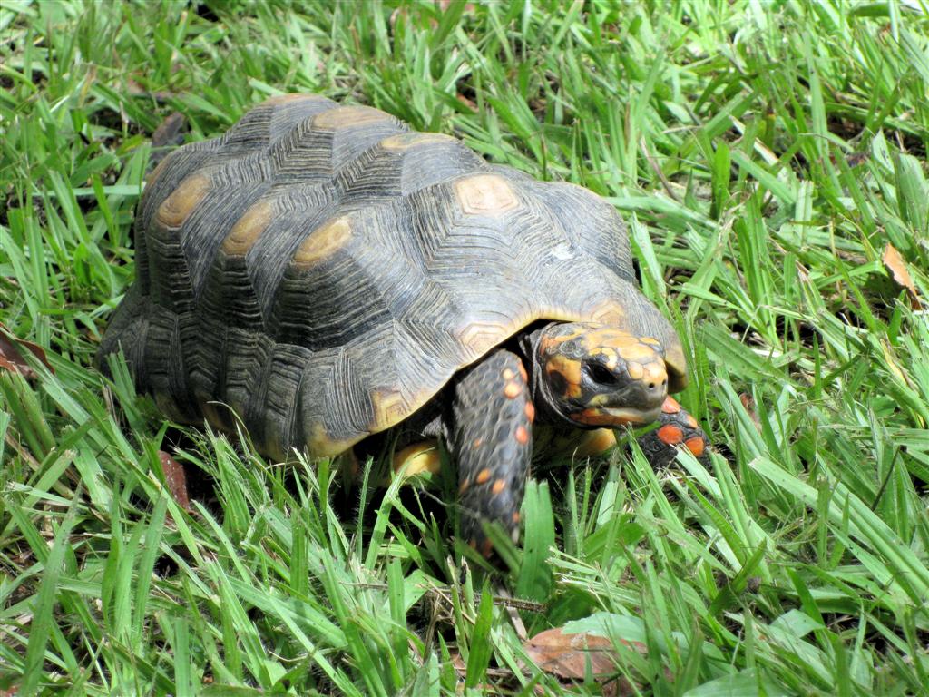 MATURIN - kolenbranderschildpad