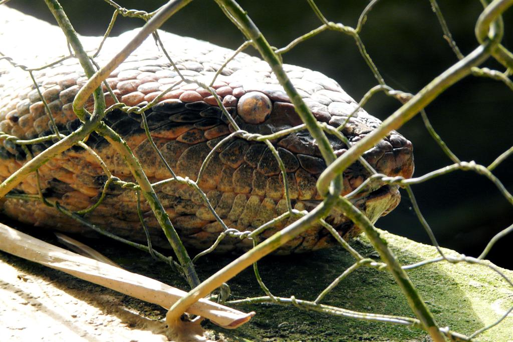 MATURIN - anaconda in gevangenschap