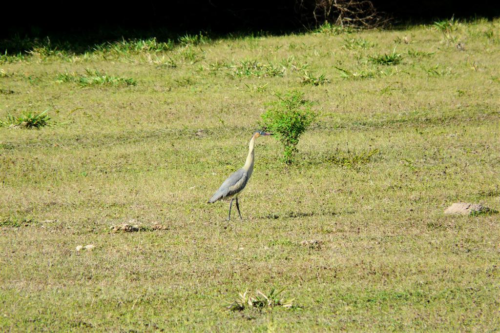 MATURIN - reiger