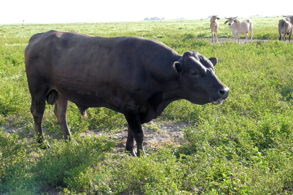 MATURIN - stier