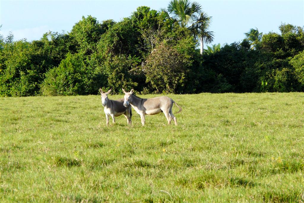 MATURIN - twee ezels