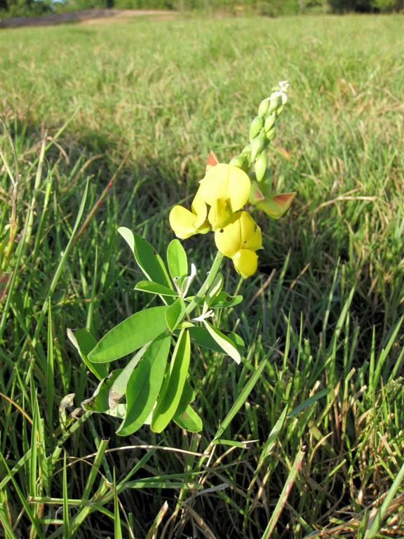 MATURIN - plant met een bloem