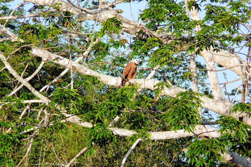 MATURIN - moerasbuizerd