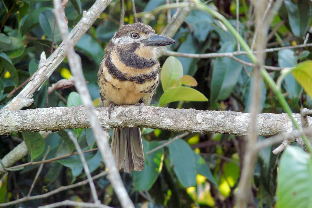 MATURIN - ijsvogel