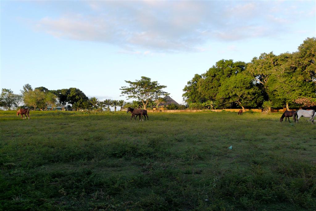 MATURIN - paarden van de ranch