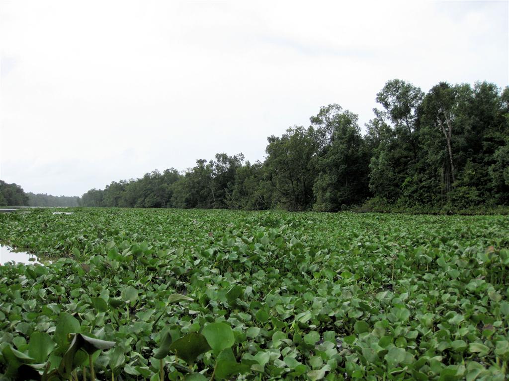 ORINOCO DELTA - waterplanten