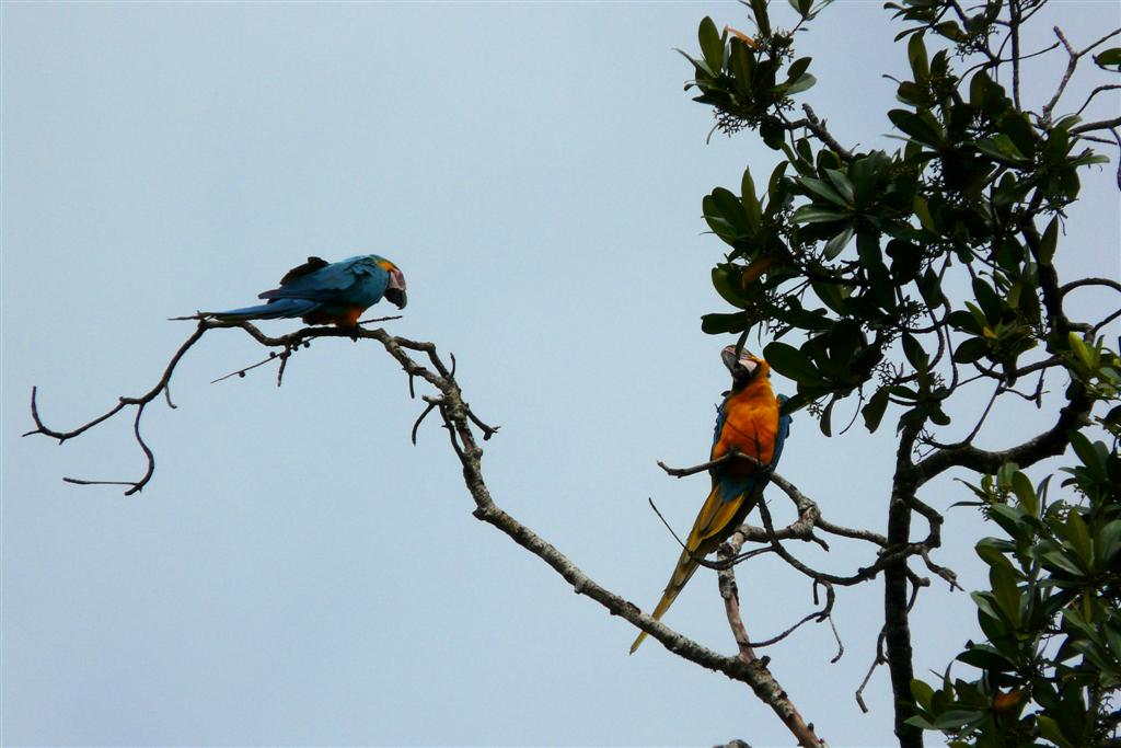 ORINOCO DELTA - twee blauwgele ara's