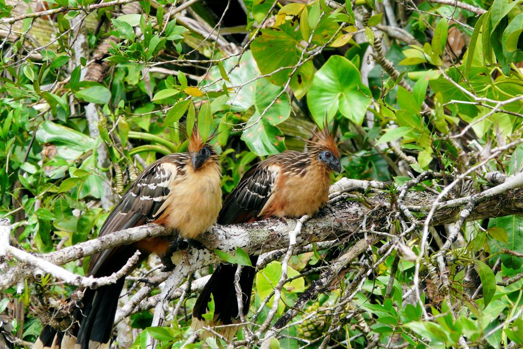 ORINOCO DELTA - twee hoatzins