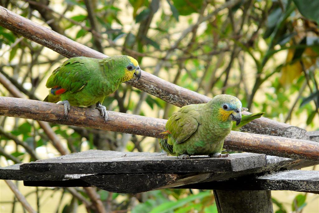 ORINOCO DELTA - twee blauwvoorhoofdamazones