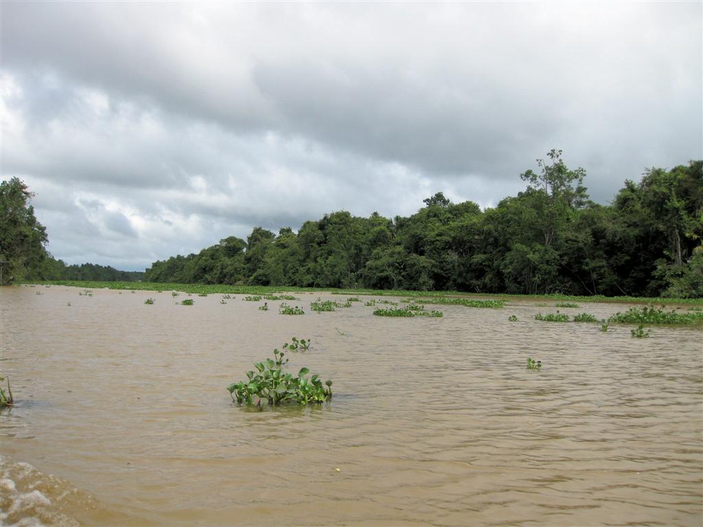 ORINOCO DELTA - uitzicht over de orinoco rivier