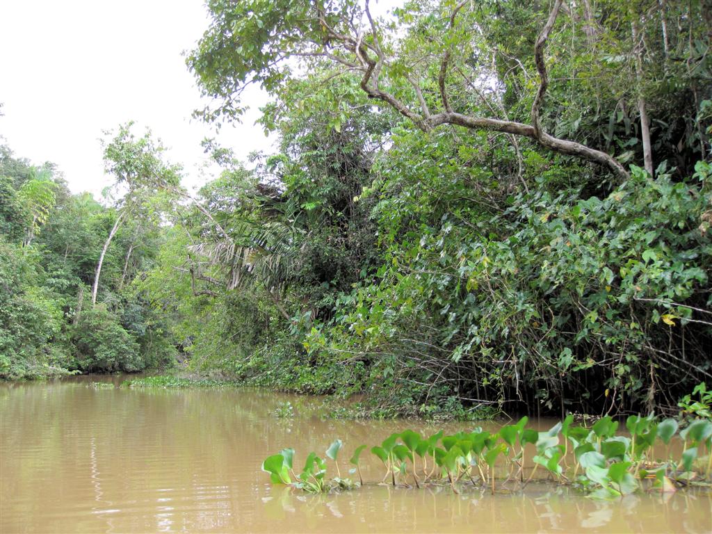 ORINOCO DELTA - uitzicht over de orinoco rivier