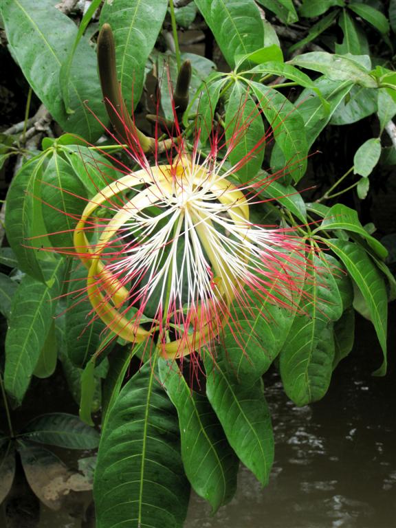 ORINOCO DELTA - bloem van een boom