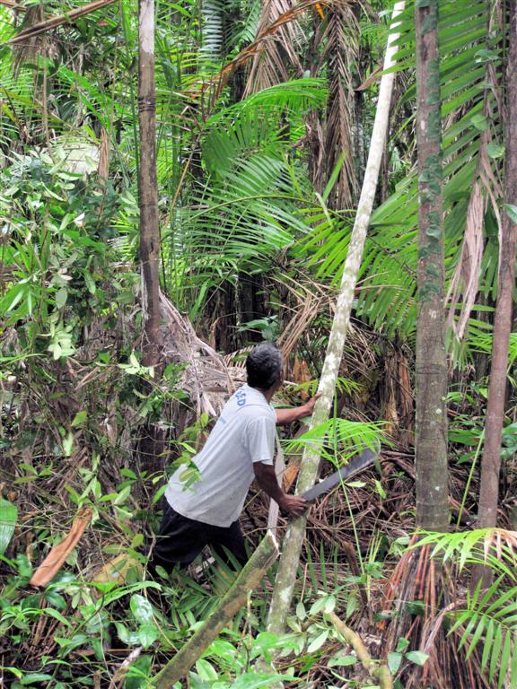 ORINOCO DELTA - gids kapt palmboom voor palmhart te laten proeven