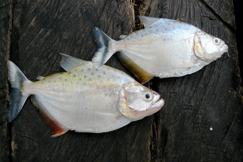 ORINOCO DELTA - twee gevangen piranha's