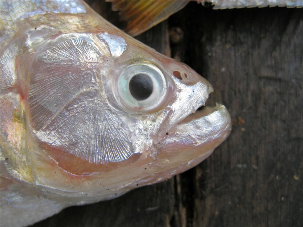 ORINOCO DELTA - tanden van piranha