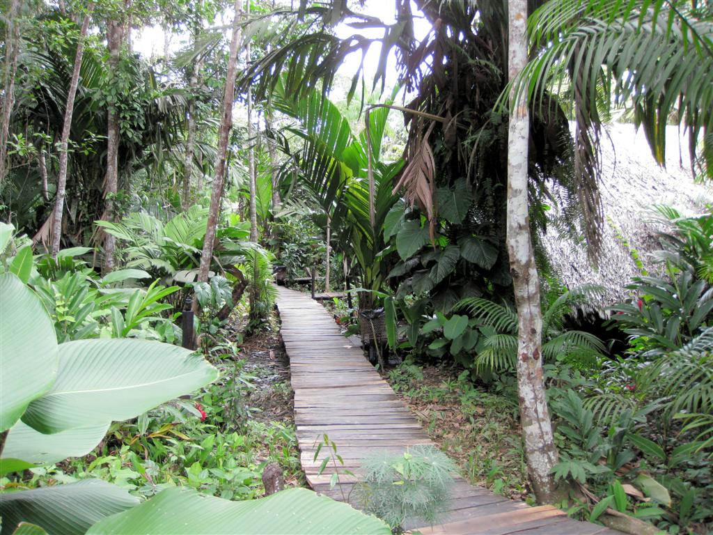 ORINOCO DELTA - pad naar de hutten bij onze eco lodge
