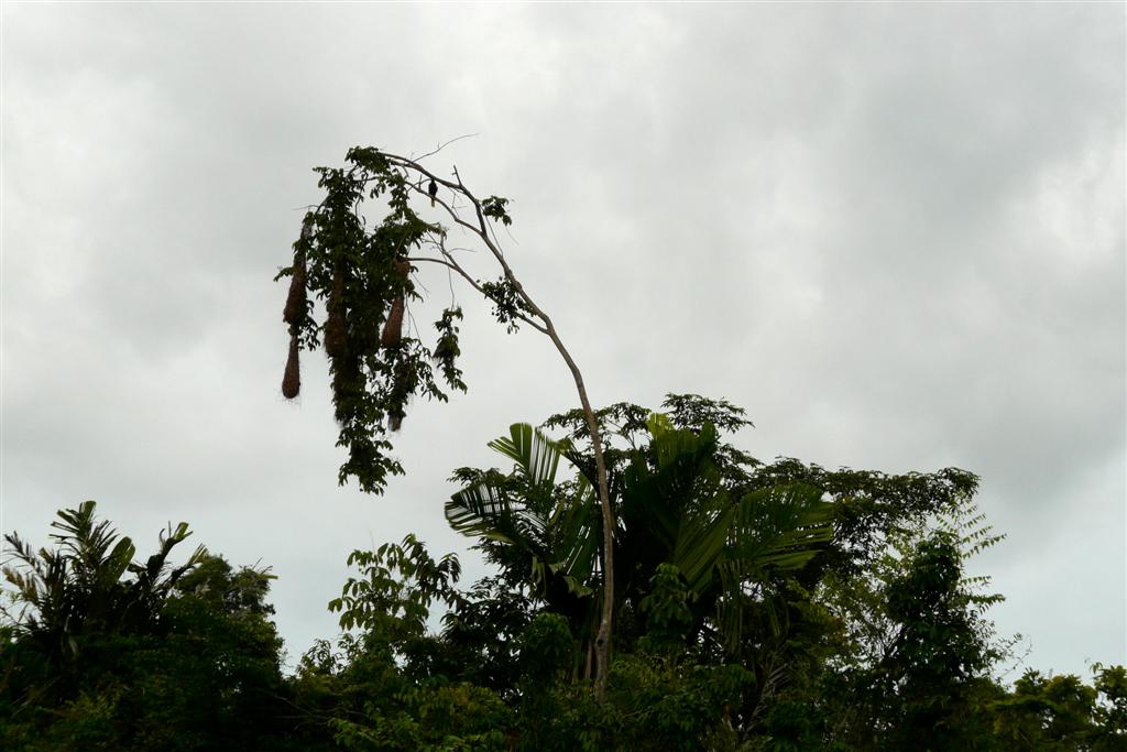 ORINOCO DELTA - vogelnesten in een boom