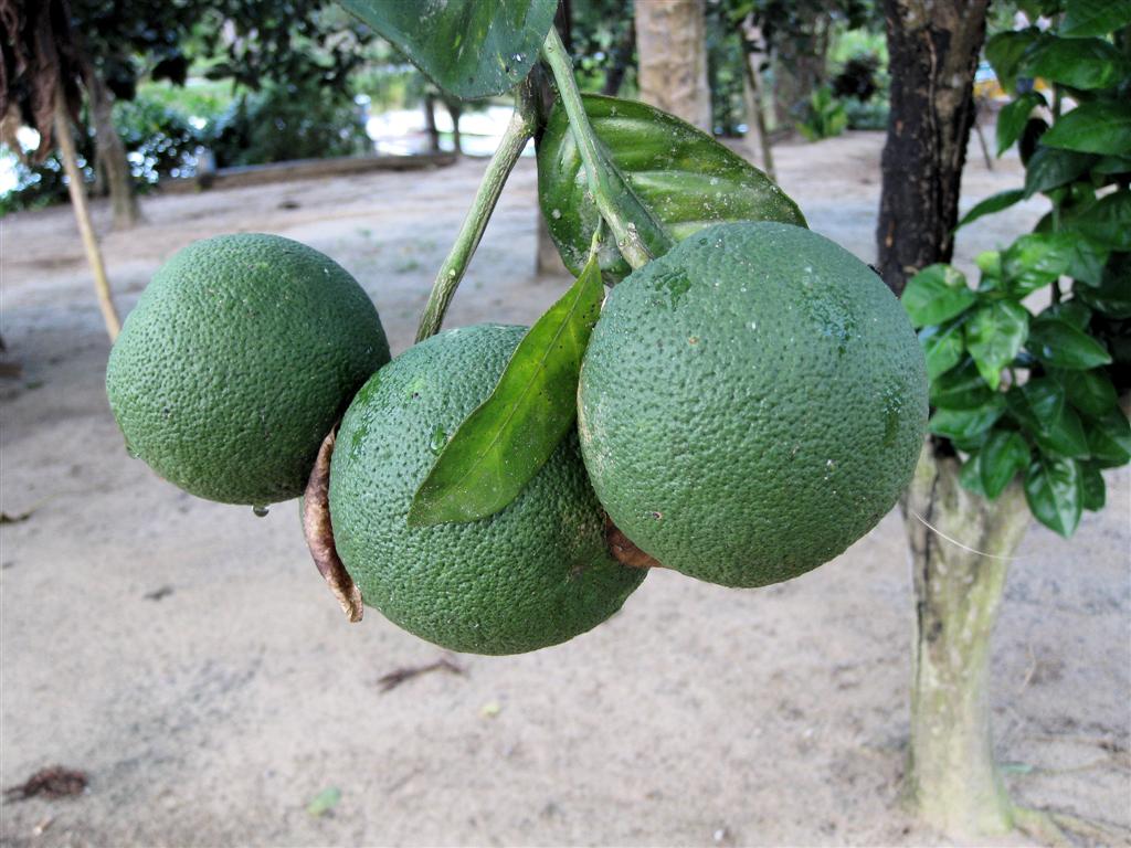ORINOCO DELTA - sinaasappels
