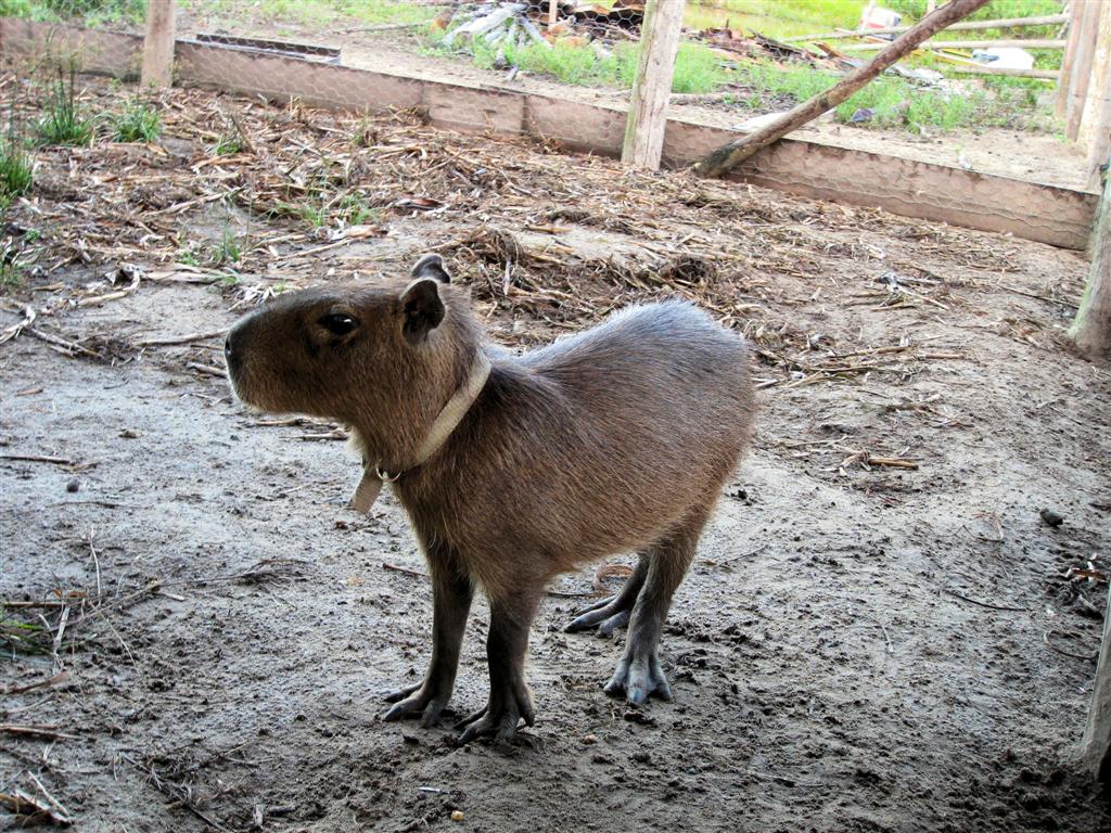 ORINOCO DELTA - capibara