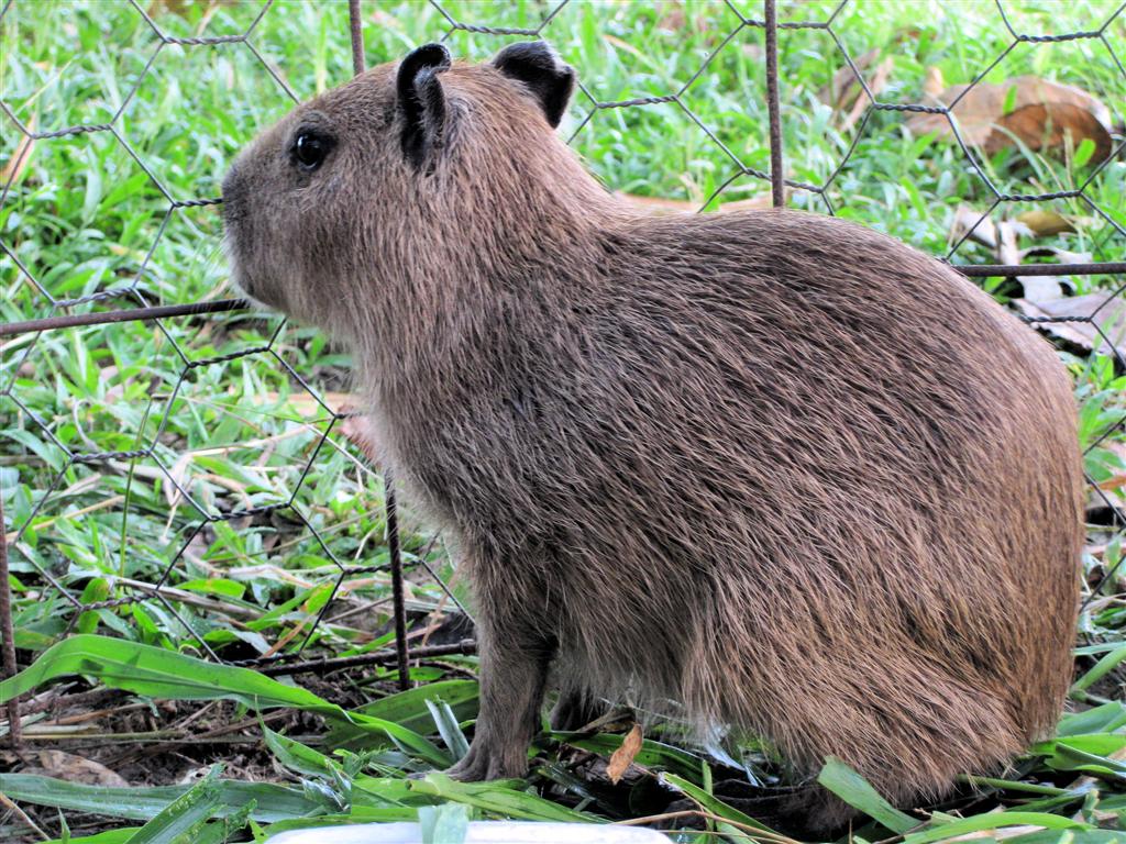 ORINOCO DELTA - jonge capibara