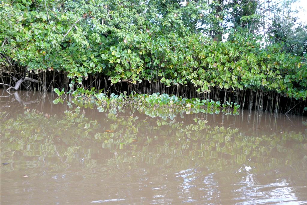 ORINOCO DELTA - uitzicht onderweg bij onze kanotocht