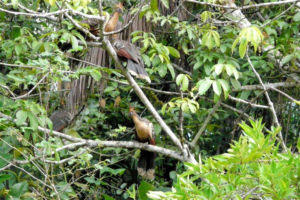 ORINOCO DELTA - enkele hoatzins in een boom