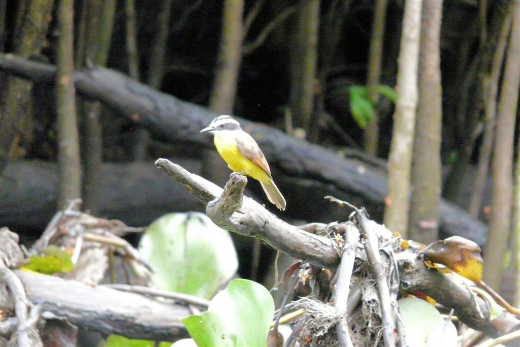 ORINOCO DELTA - grote kiskadie
