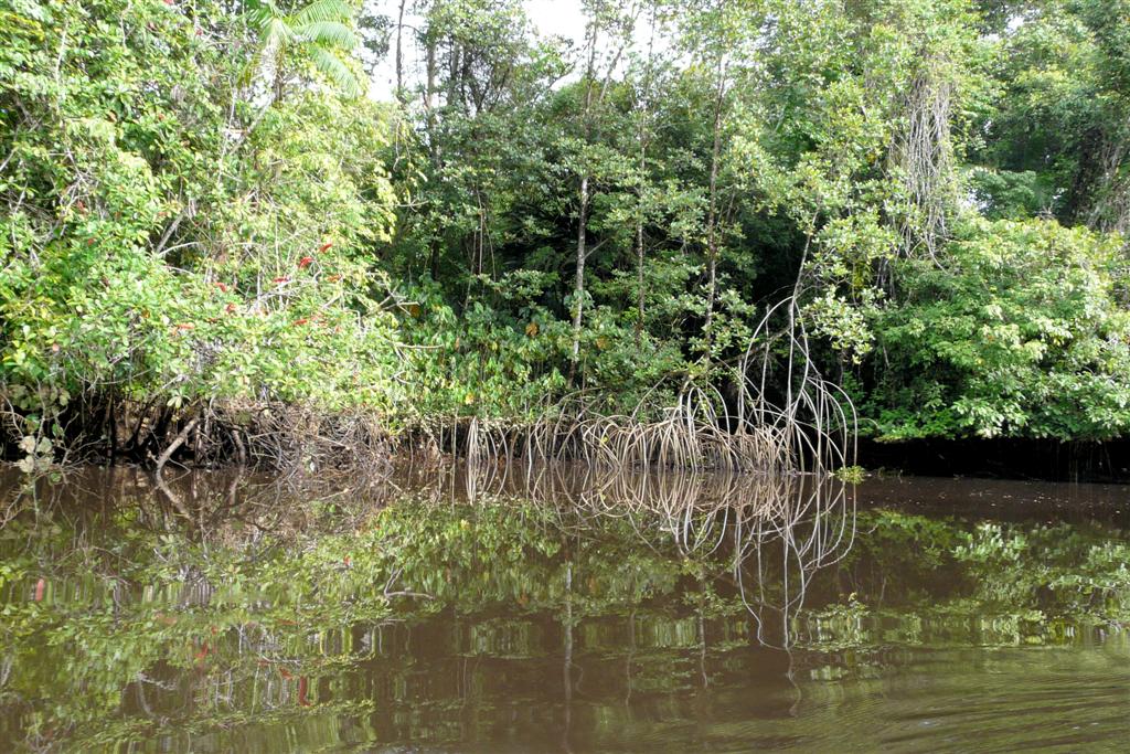 ORINOCO DELTA - uitzicht onderweg bij onze kanotocht