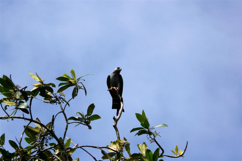 ORINOCO DELTA - langpootkiekendief in een boom
