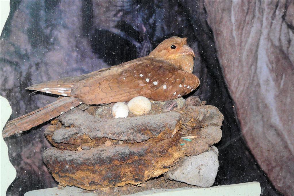 CARIPE - vetvogel in het museum