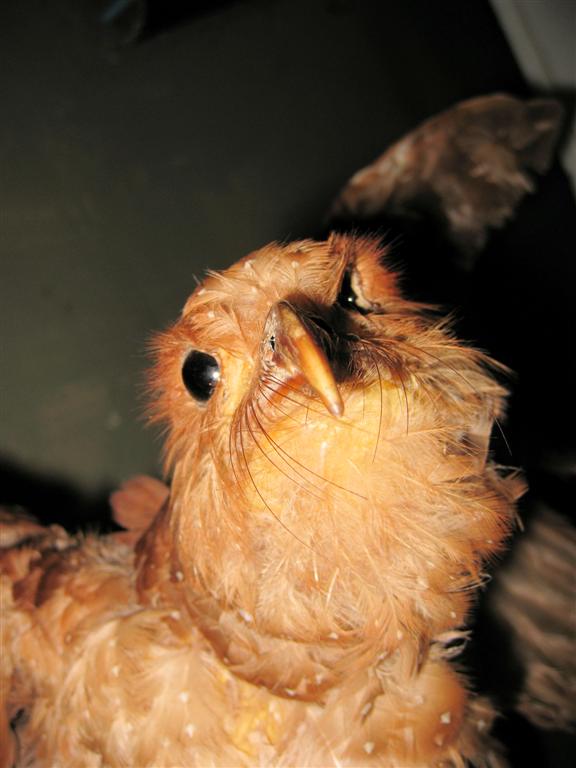 CARIPE - vetvogel in het museum