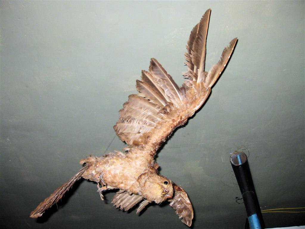 CARIPE - vetvogel in het museum