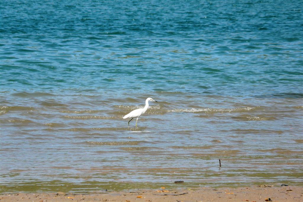 MOCHIMA - kleine zilverreiger
